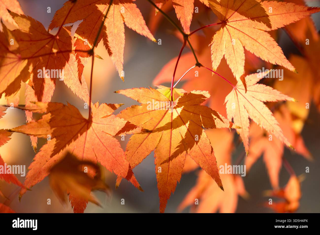 Im Herbst verwandeln sich Ahornblätter in Gelb-, Orange- und Rottöne. Stockfoto