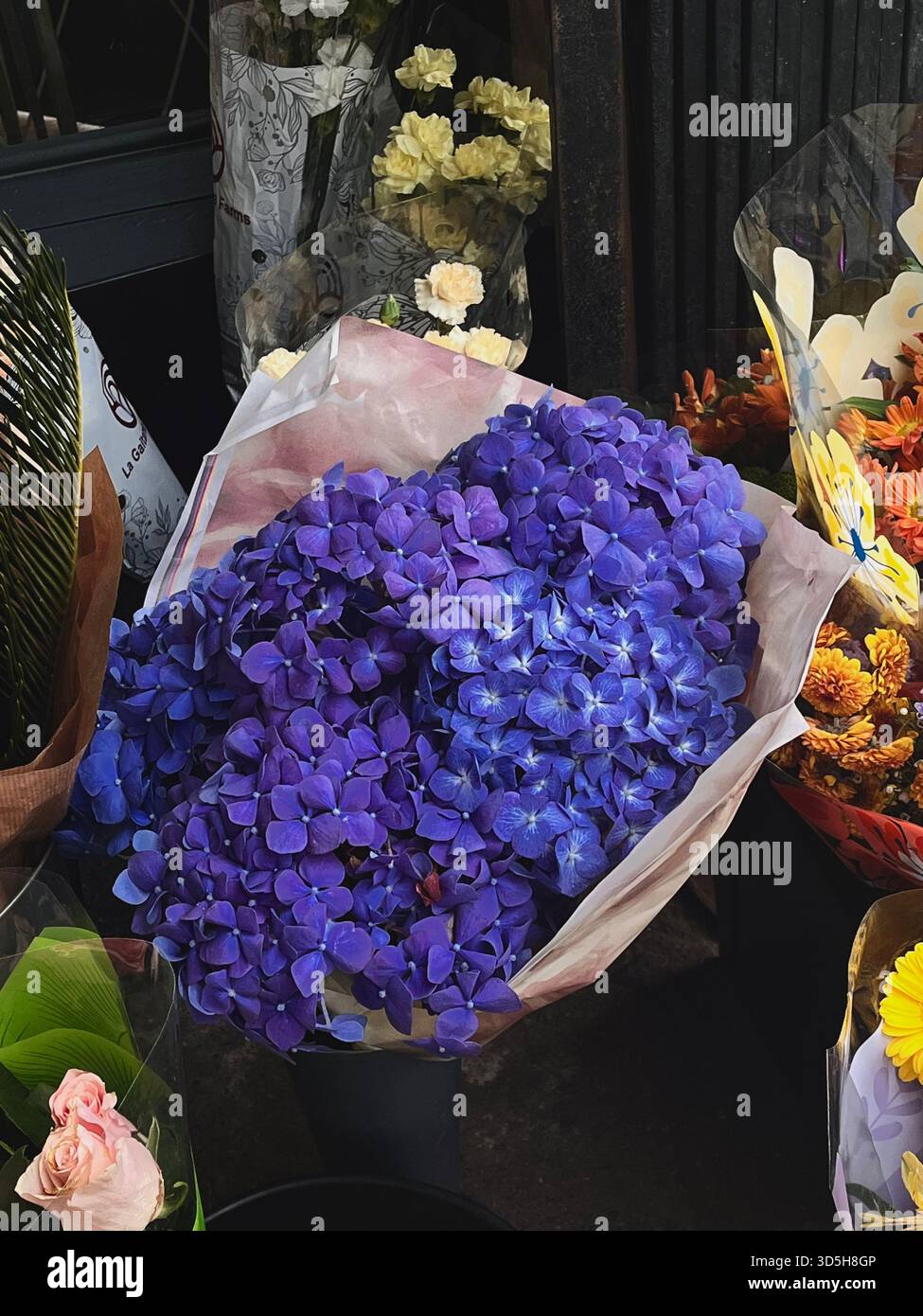 Leuchtendes lila Hortensie-Bouquet, in weiches Papier gewickelt, fotografiert in einem Blumenladen in Hull, England. Kräftige Farben und elegante Blumenstruktur - Smartphone-aufgenommenes Stockfoto