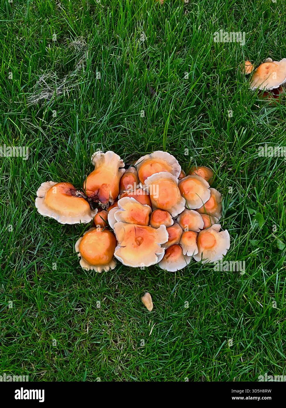 Gruppe von wilden Orangenpilzen, die im Herbst auf grünem Gras wachsen. Natürliche Outdoor-Szene mit Erdtönen, aufgenommen in Hull, England. - Smartphone-aufgenommenes Stockfoto