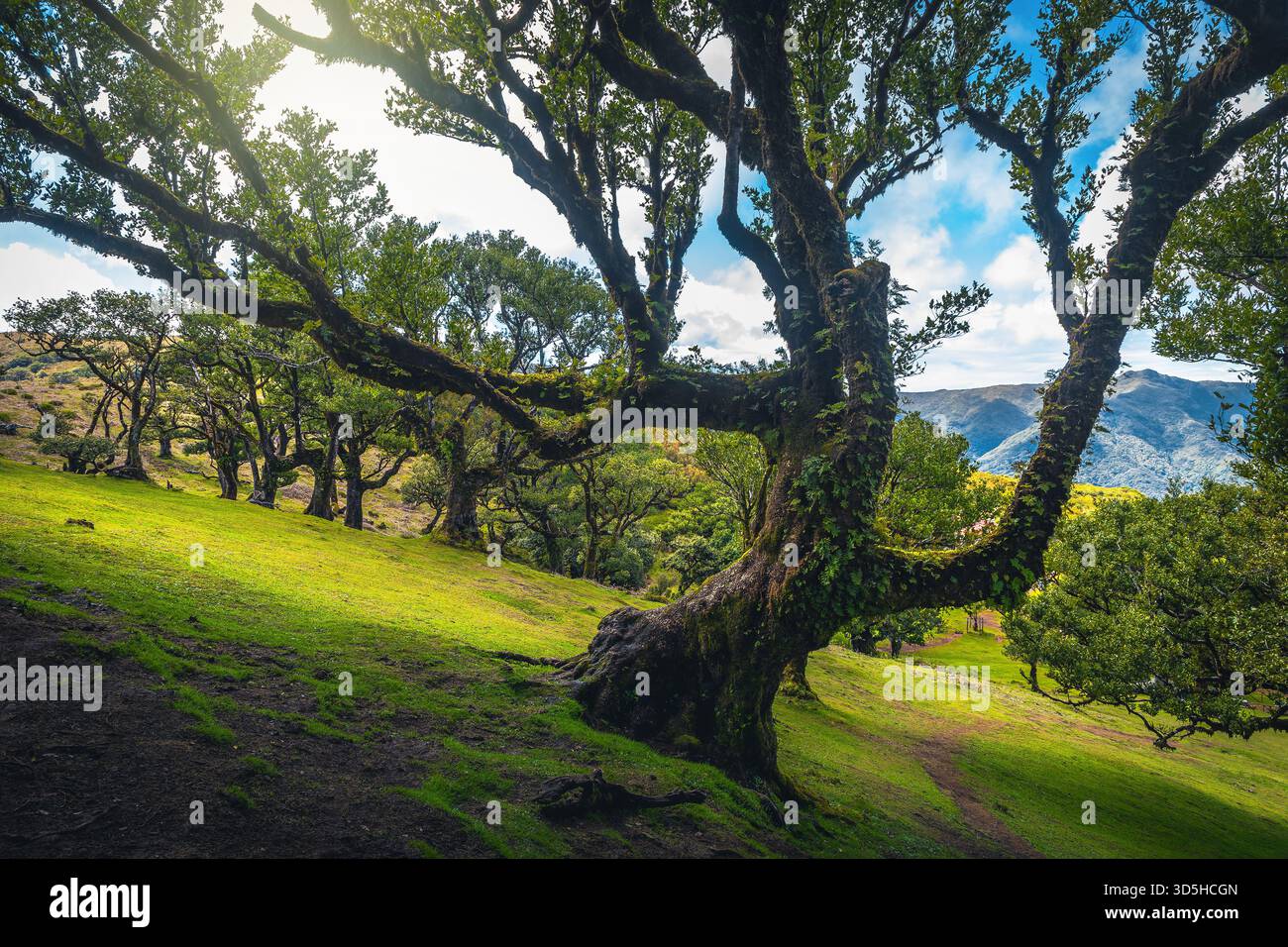 Einer der fantastischsten Wanderorte mit atemberaubenden großen alten Lorbeerbäumen im Fanal-Wald, Madeira Insel, Portugal, Europa Stockfoto