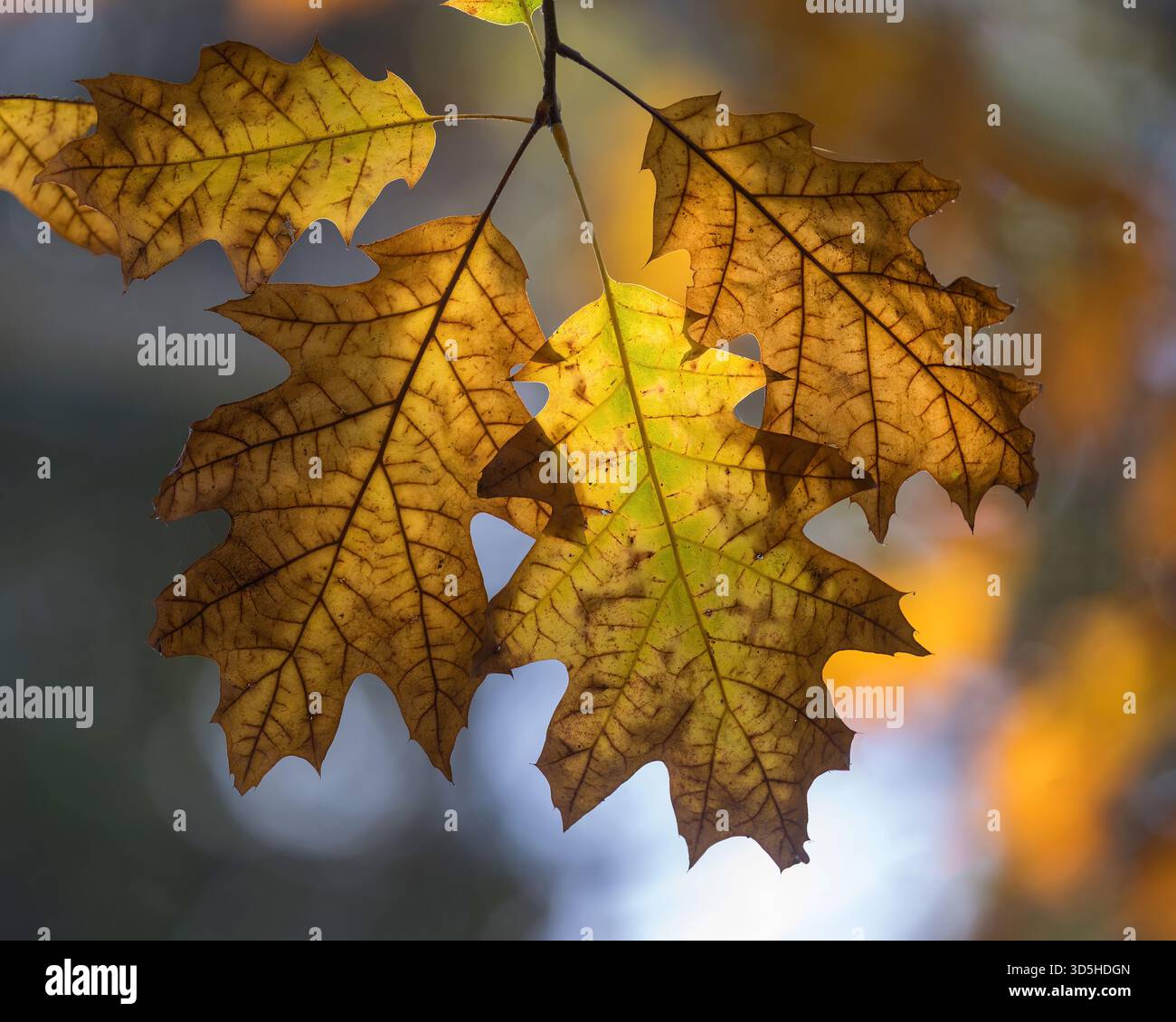 Herbsteichenblätter beleuchtet mit Bokeh Stockfoto