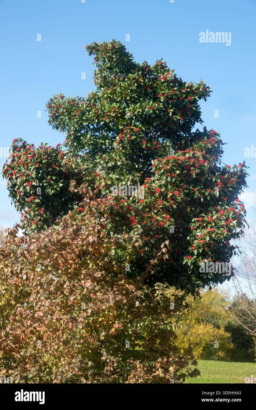 Cockspur Weißdornbaum Crataegus x lavallei „Carrierei“ Stockfoto
