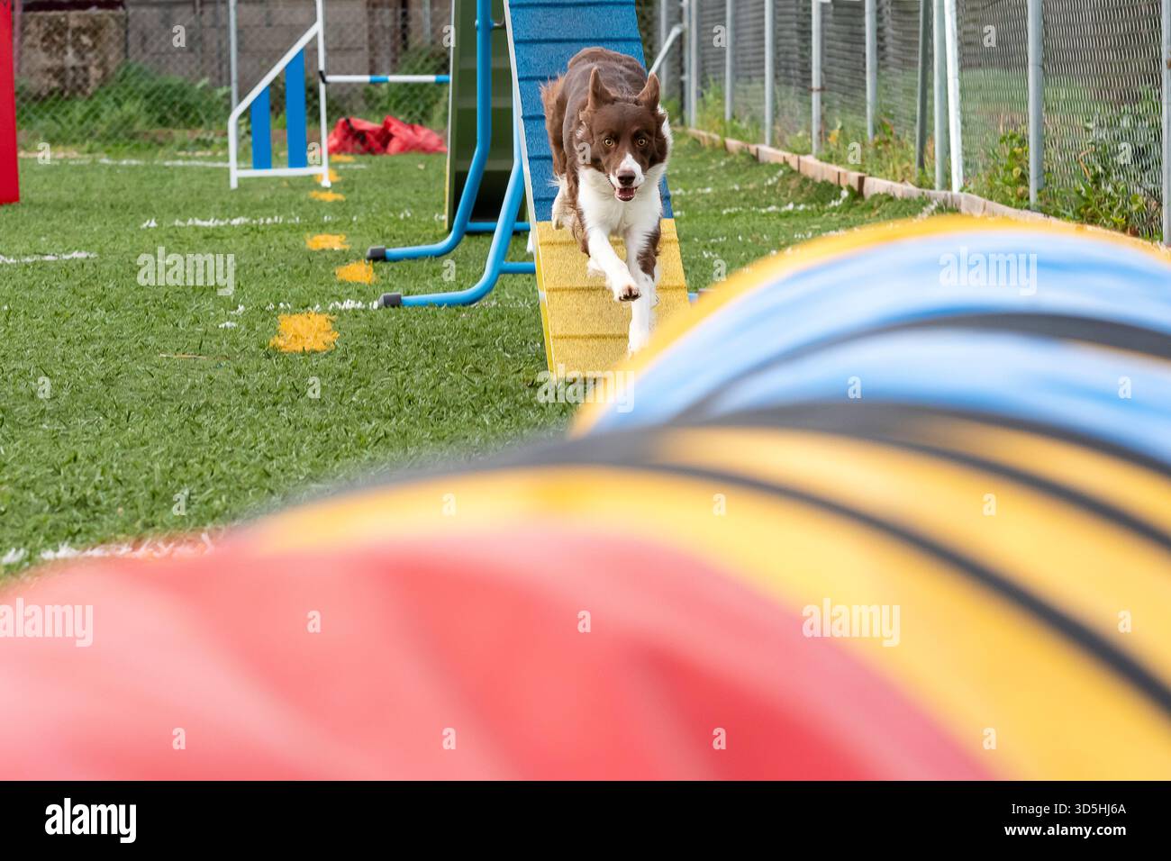 Ein Border Collie läuft selbstbewusst über ein Hindernis, während er auf einem Rasenfeld mit bunten Tunneln trainiert. Stockfoto