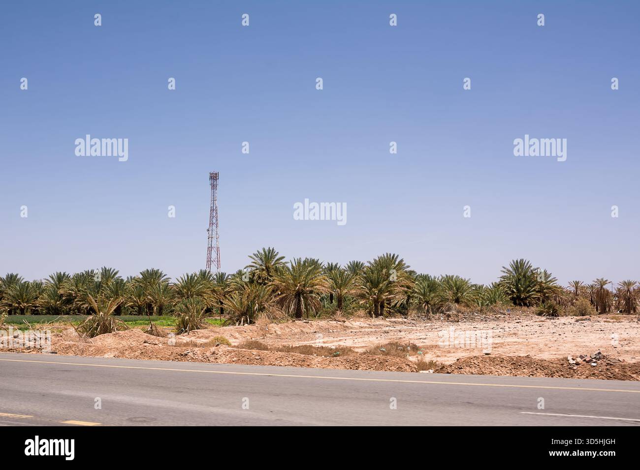 Blick auf das Äußere eines Palmenhains Stockfoto