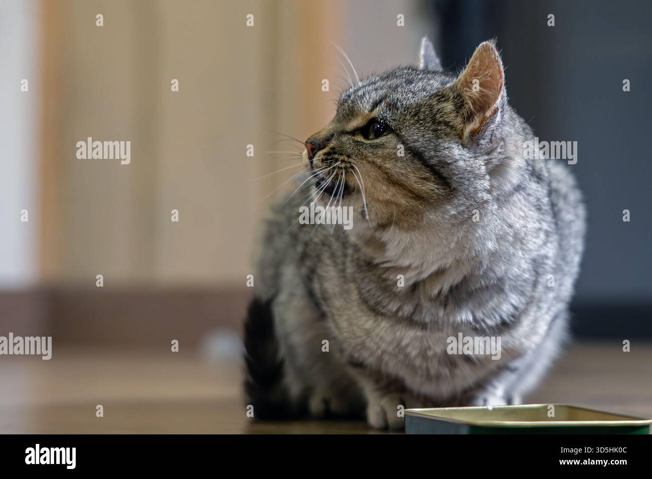 Tabby-Katze, die neben einer leeren Schüssel wegschaut. Eine graue Tabbykatze sitzt auf einem Holzboden neben einer leeren Futterschale und dreht ihren Kopf, um vom Bildschirm abzusehen. Stockfoto