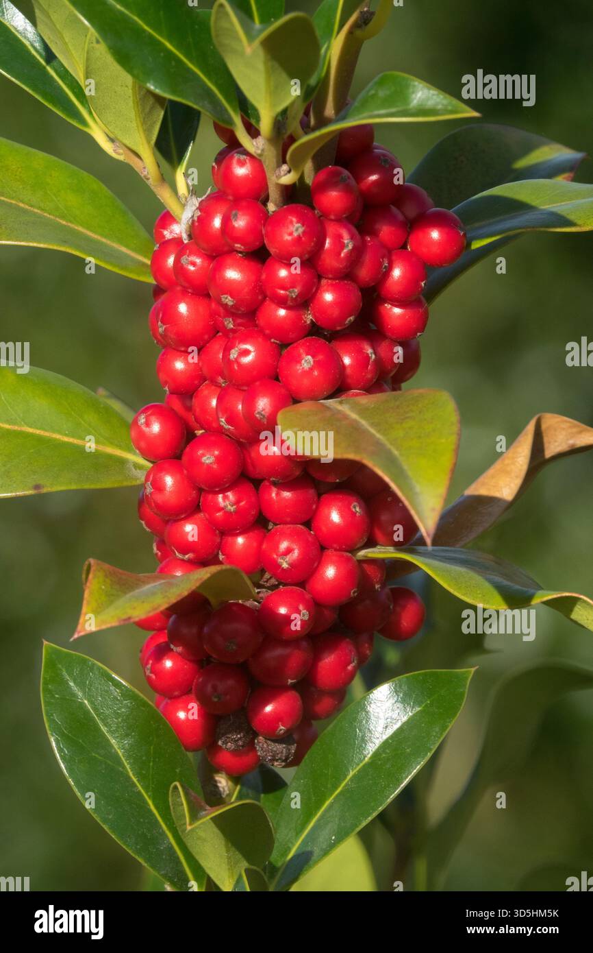Ilex aquifolium J. C. van Tol, englische Holly Ilex Beeren Stockfoto