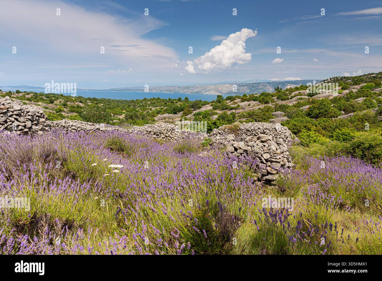 Lavendelfelder auf der Insel Hvar, Kroatien Stockfoto