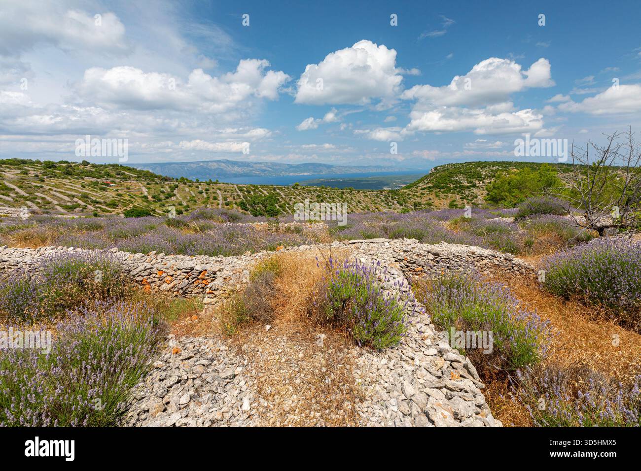 Lavendelfelder auf der Insel Hvar, Kroatien Stockfoto