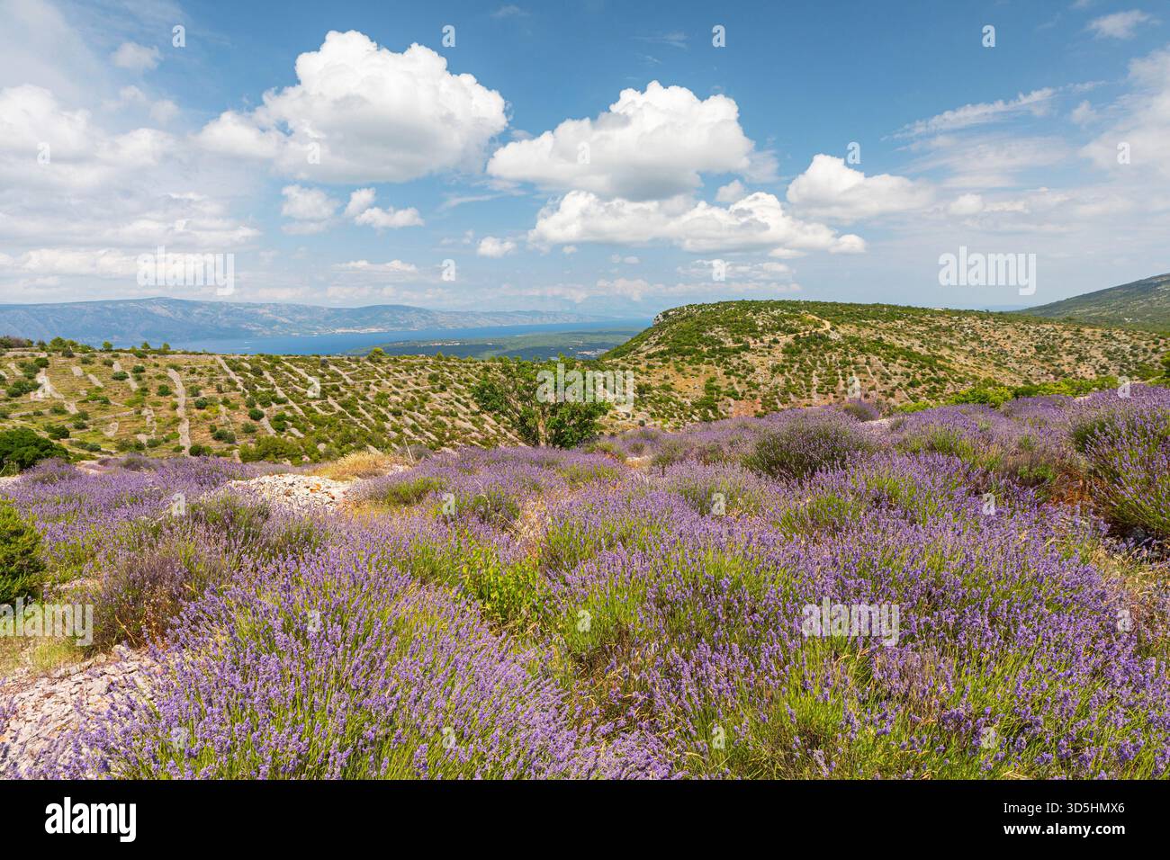 Lavendelfelder auf der Insel Hvar, Kroatien Stockfoto