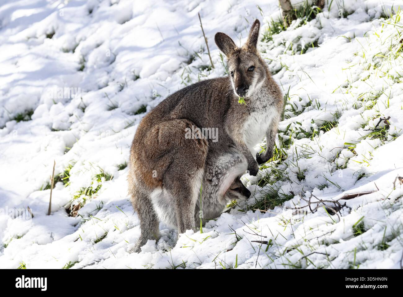 Australischer Rothalswallaby mit joey, der Grassprossen im Schnee fresst Stockfoto