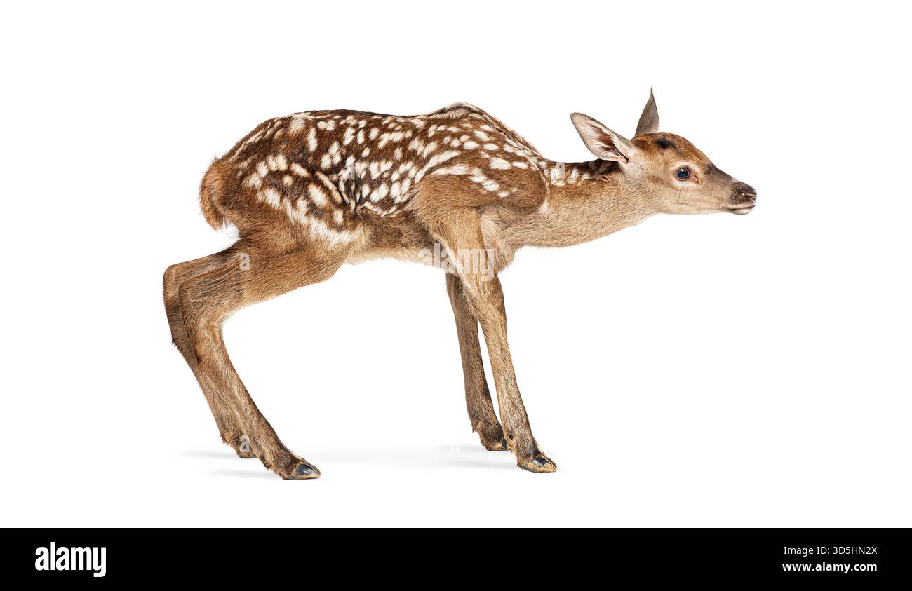 Ein paar Stunden altes Rotwild-Kitzel, cervus elaphus, stehend und blickt weg auf weißem Hintergrund Stockfoto