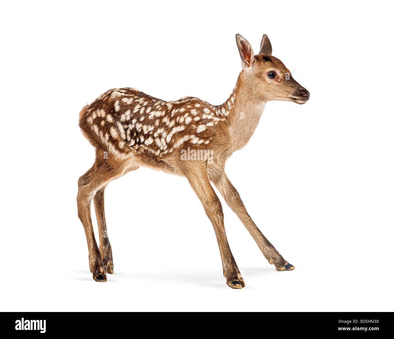 Rotwild, cervus elaphus, ein paar Stunden alt, auf weißem Hintergrund Stockfoto