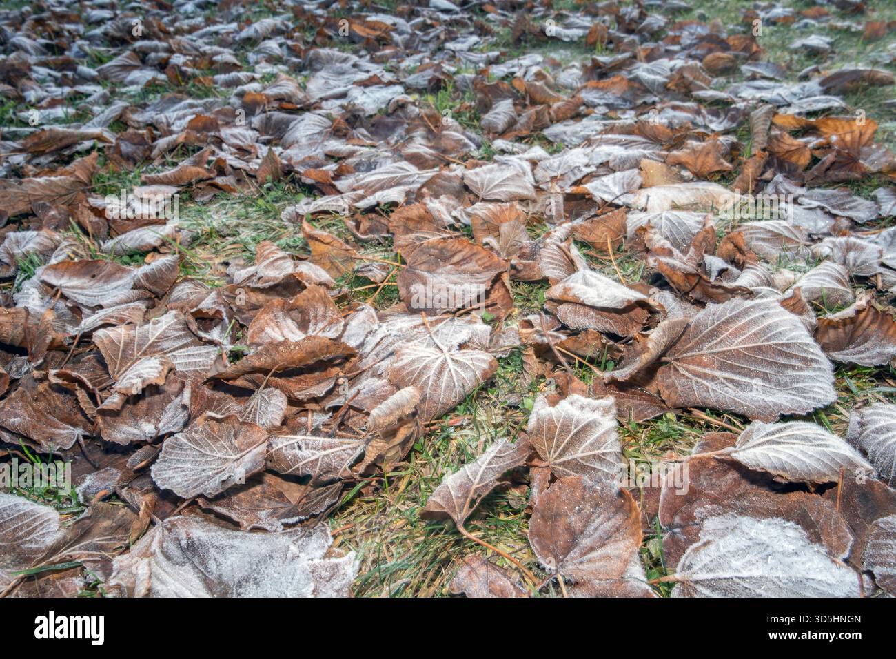 Frostige Herbstblätter auf dem Rasen im November Stockfoto