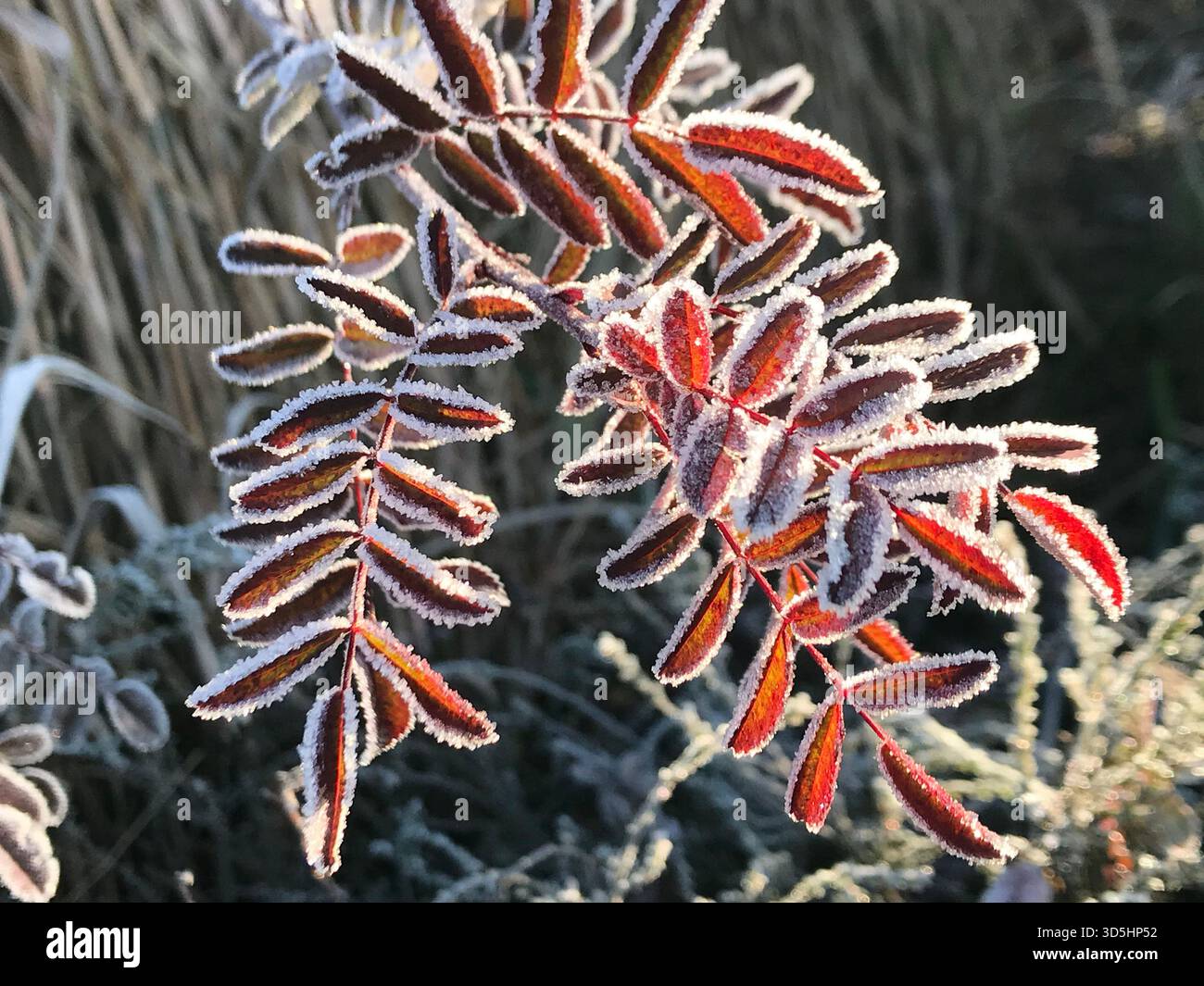Eine Nahaufnahme von zarten, brüchig roten Herbstblättern, bedeckt mit feinem Winterfrost, vor einem natürlich dunklen Hintergrund und Morgensonnenlicht. Stockfoto
