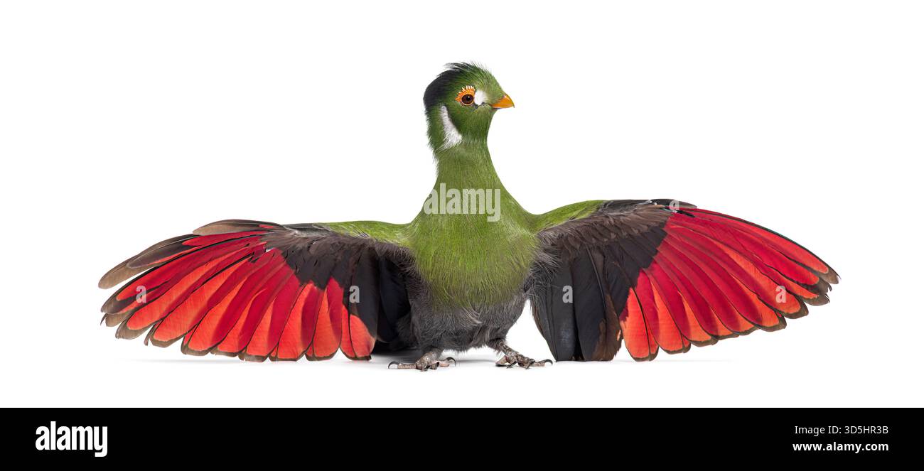 Weißer Wangenturaco – Menelikornis leucotis – verbreitet seine leuchtend roten und schwarzen Flügel und zeigt seine einzigartige Schönheit Stockfoto