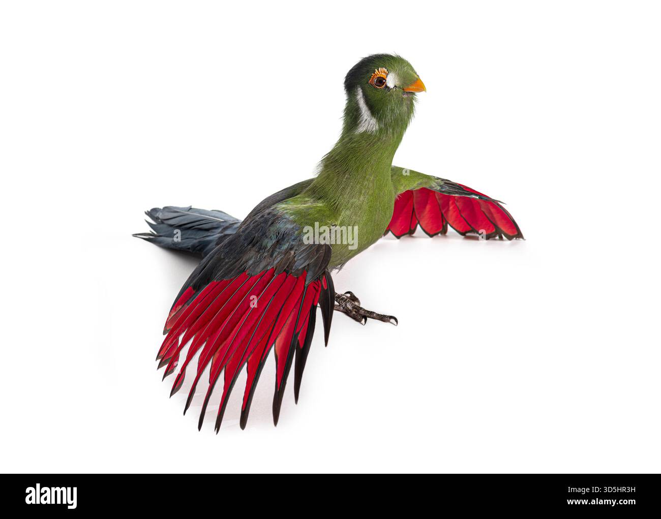 Studio-Aufnahme eines weißen Wangenturakos - Menelikornis leucotis - mit gespreizten Flügeln, die leuchtende rote und grüne Federn enthüllen Stockfoto