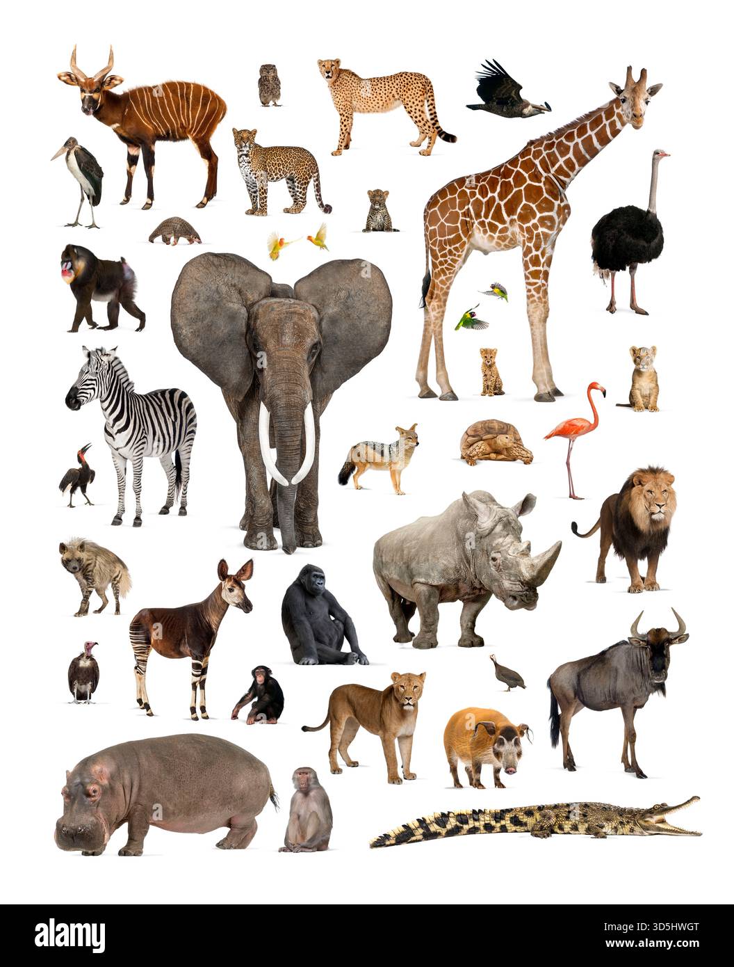 Elefant, Giraffe, Zebra, Nashorn, Nilpferd, Löwen, Geparden, Gorilla, Affen, Vögel und andere afrikanische Tiere isoliert auf weiß Stockfoto
