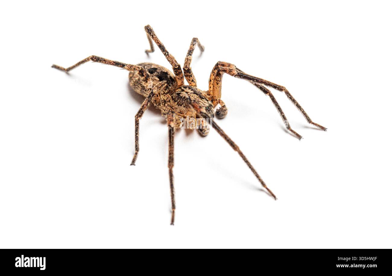Männliche Nosferatu-Spinne - zoropsis spinimana - krabbelnd auf weißem Hintergrund Stockfoto