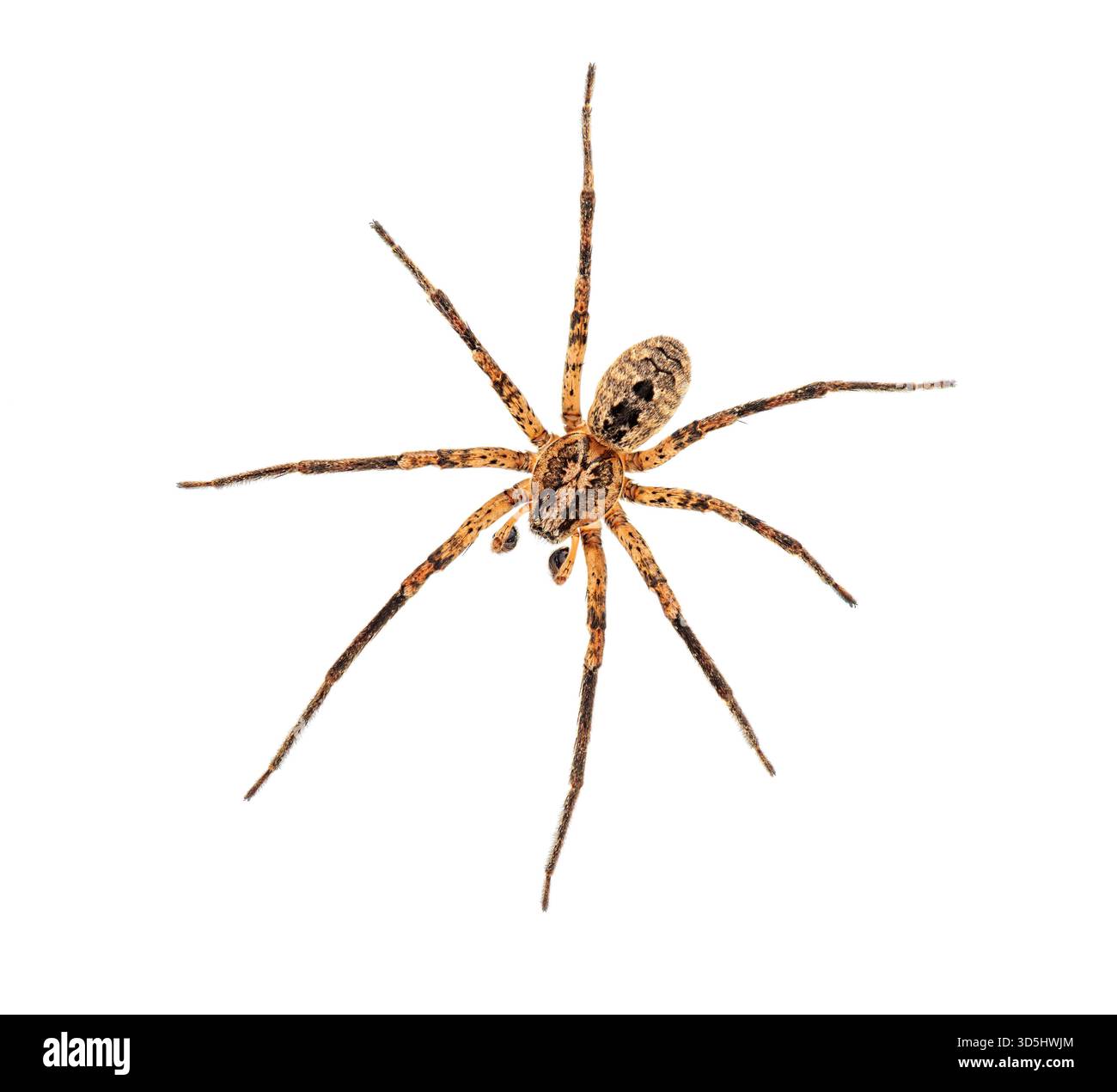 Die dorsale Seite einer männlichen Nosferatu-Spinne, Zoropsis spinimana, zeigt ihre Zähne, isoliert auf weißem Hintergrund Stockfoto