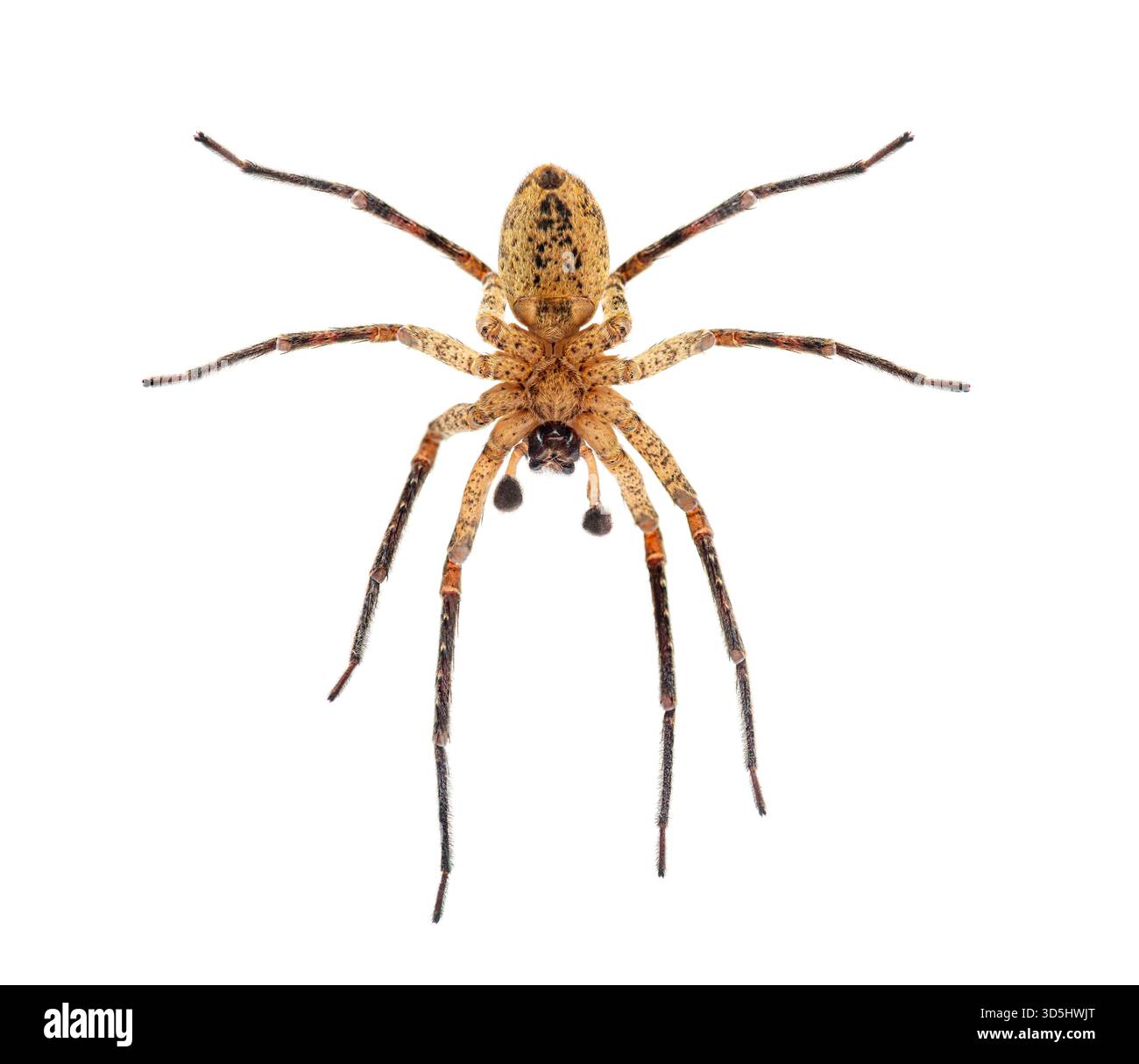 Die ventrale Seite einer männlichen Nosferatu-Spinne, Zoropsis spinimana, zeigt ihre Zähne, isoliert auf weißem Hintergrund Stockfoto