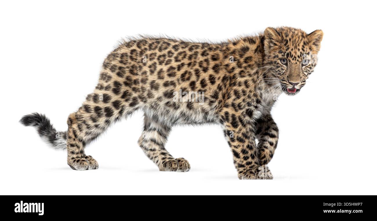 Niedliches amur-Leopardenjunges, panthera pardus orientalis, spazieren gehen und in Richtung Kamera schauen Stockfoto