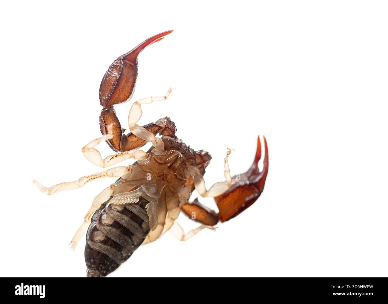 Europäischer Gelbschwanzskorpion, euscorpius flavicaudis, zeigt seine Unterseite auf weißem Hintergrund Stockfoto