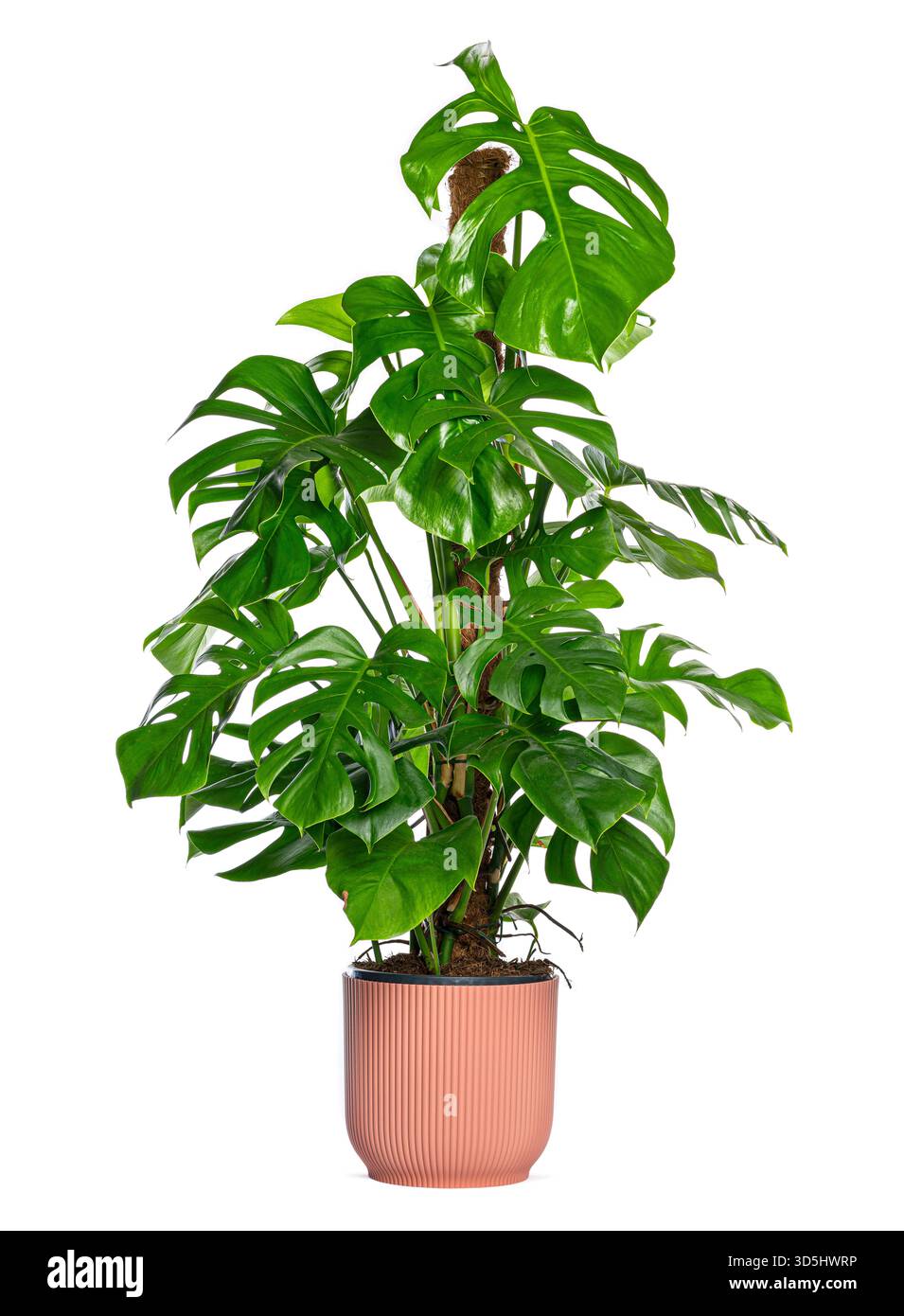 Monstera deliciosa in einem hngenden Topf mit groen, glnzenden Blttern,  die ihre typischen natrlichen Teilungen zeigen, die einen skulpturalen  Effekt erzeugen Stockfotografie - Alamy