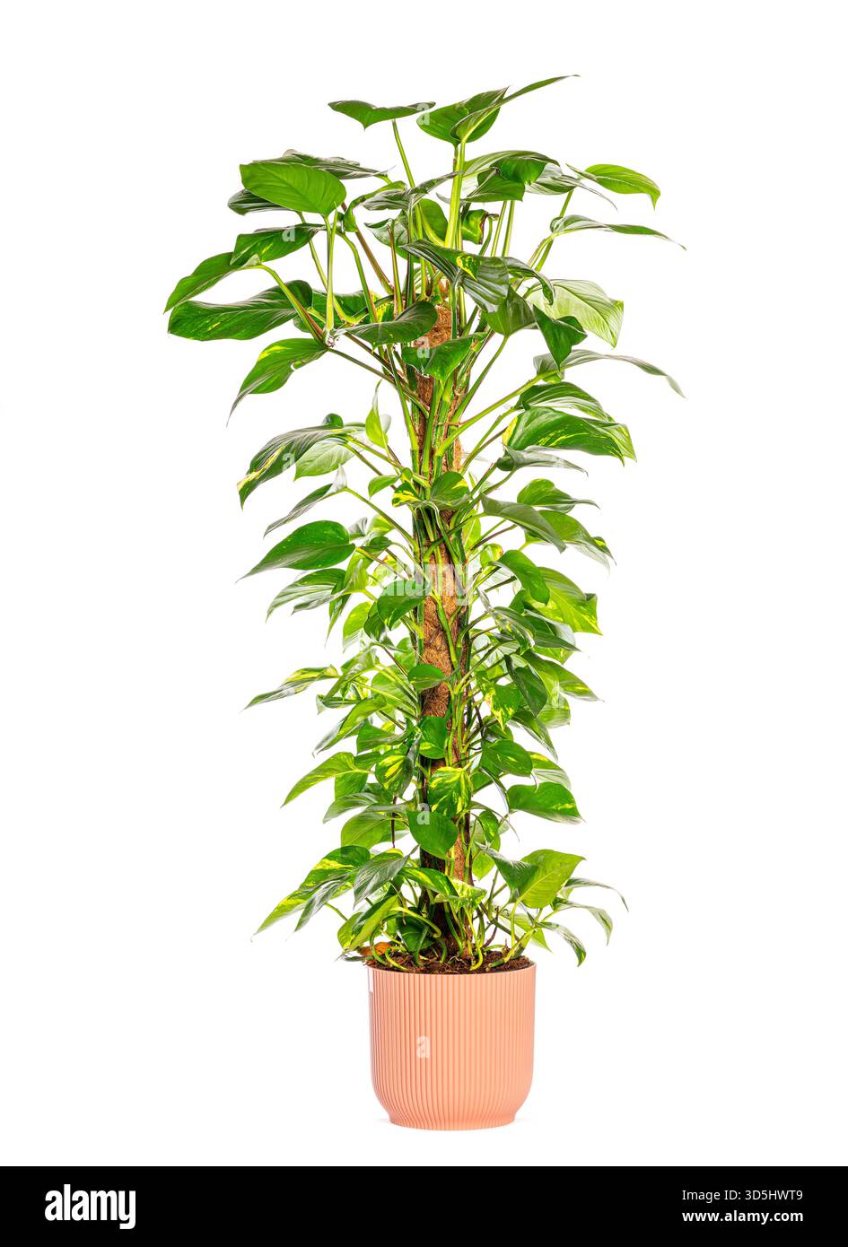 Üppige goldene Pothos-Pflanze, die auf einer Moosstange in einem stilvollen rosafarbenen Topf gedeiht, isoliert auf weiß Stockfoto