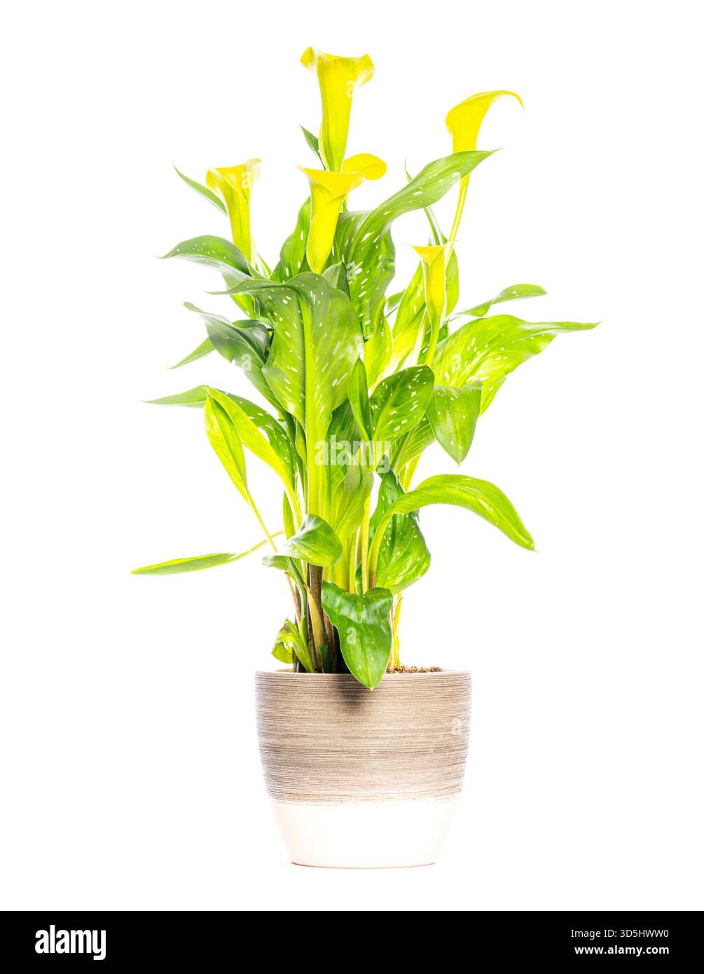 Leuchtend gelbe Calla-Lilienpflanze mit gesprenkelten Blättern gedeiht in einem einfachen Topf, isoliert vor einem weißen Hintergrund Stockfoto