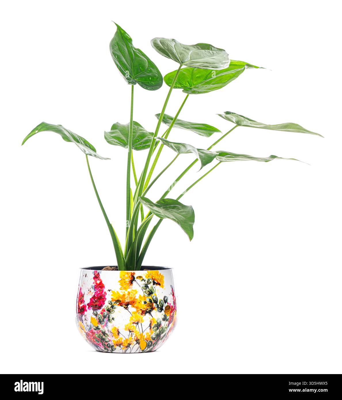 Üppig grüner Philodendron, der sein lebhaftes Laub in einem bunten Blumentopf auf weißem Hintergrund zeigt Stockfoto
