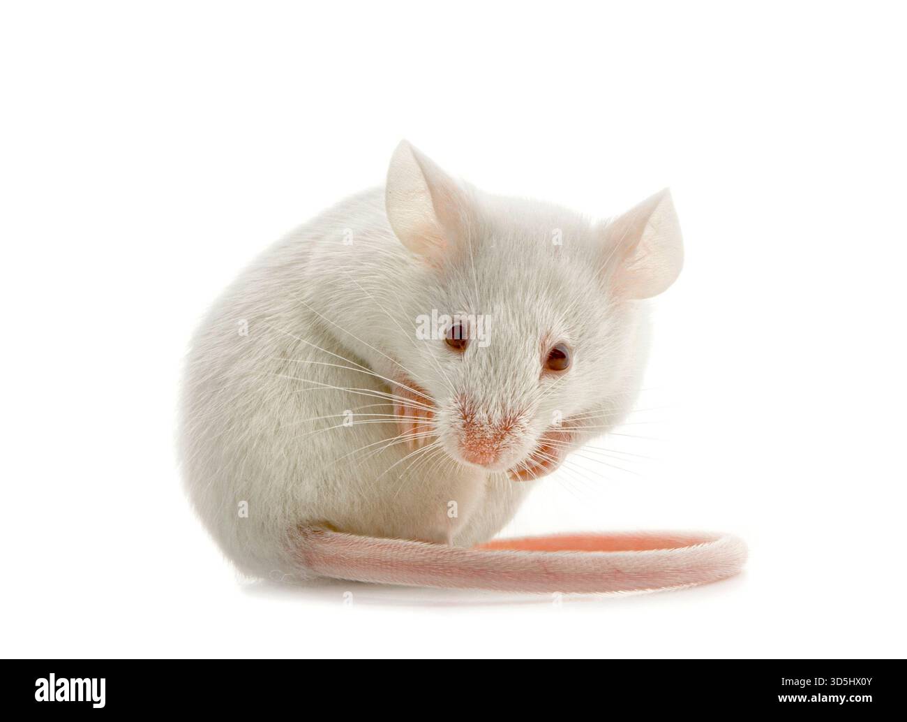 Weiße Albinomaus auf weißem Hintergrund Stockfoto