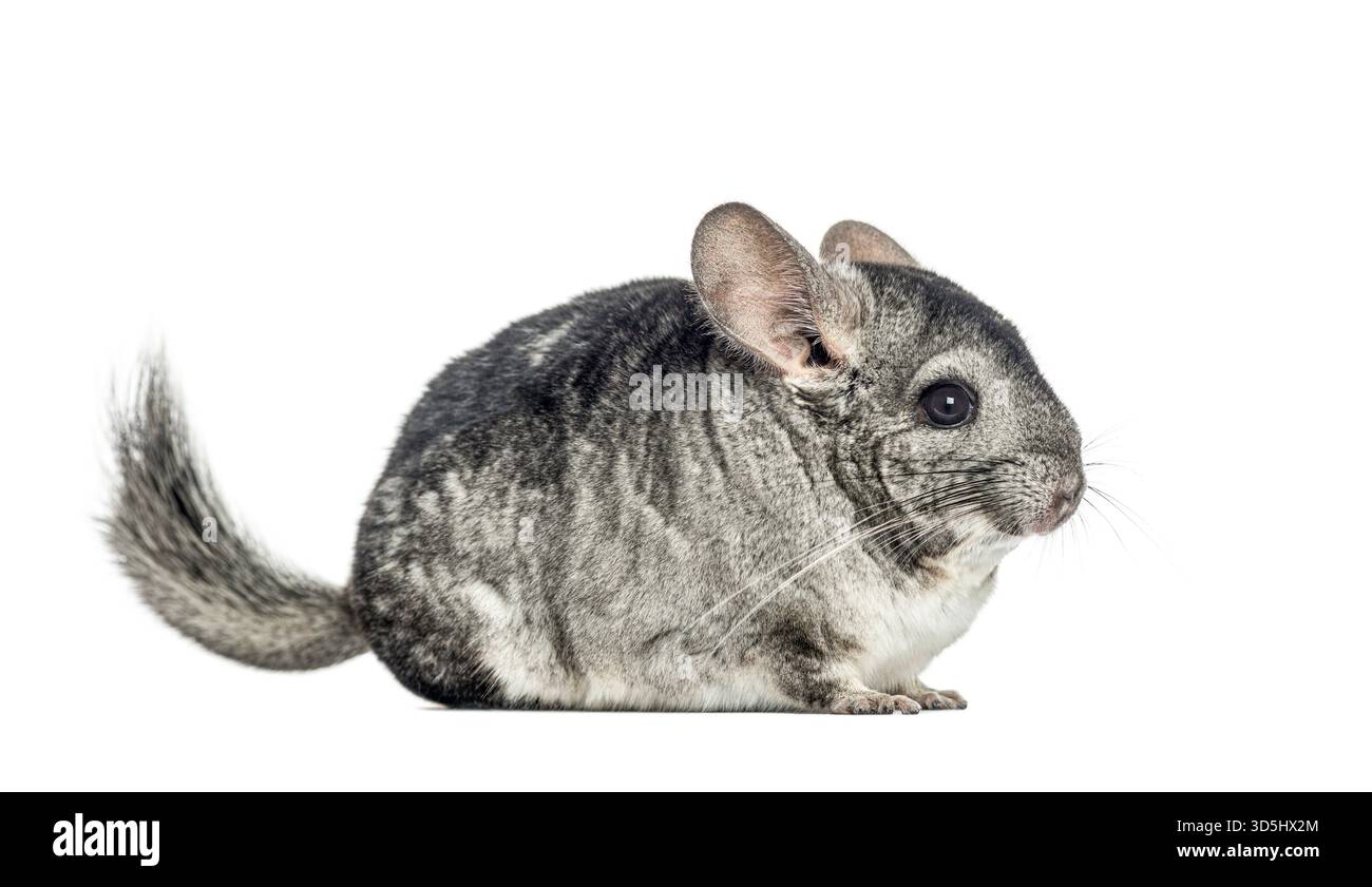 Chinchilla mit weichem grauem Fell auf sauberem weißem Hintergrund Stockfoto