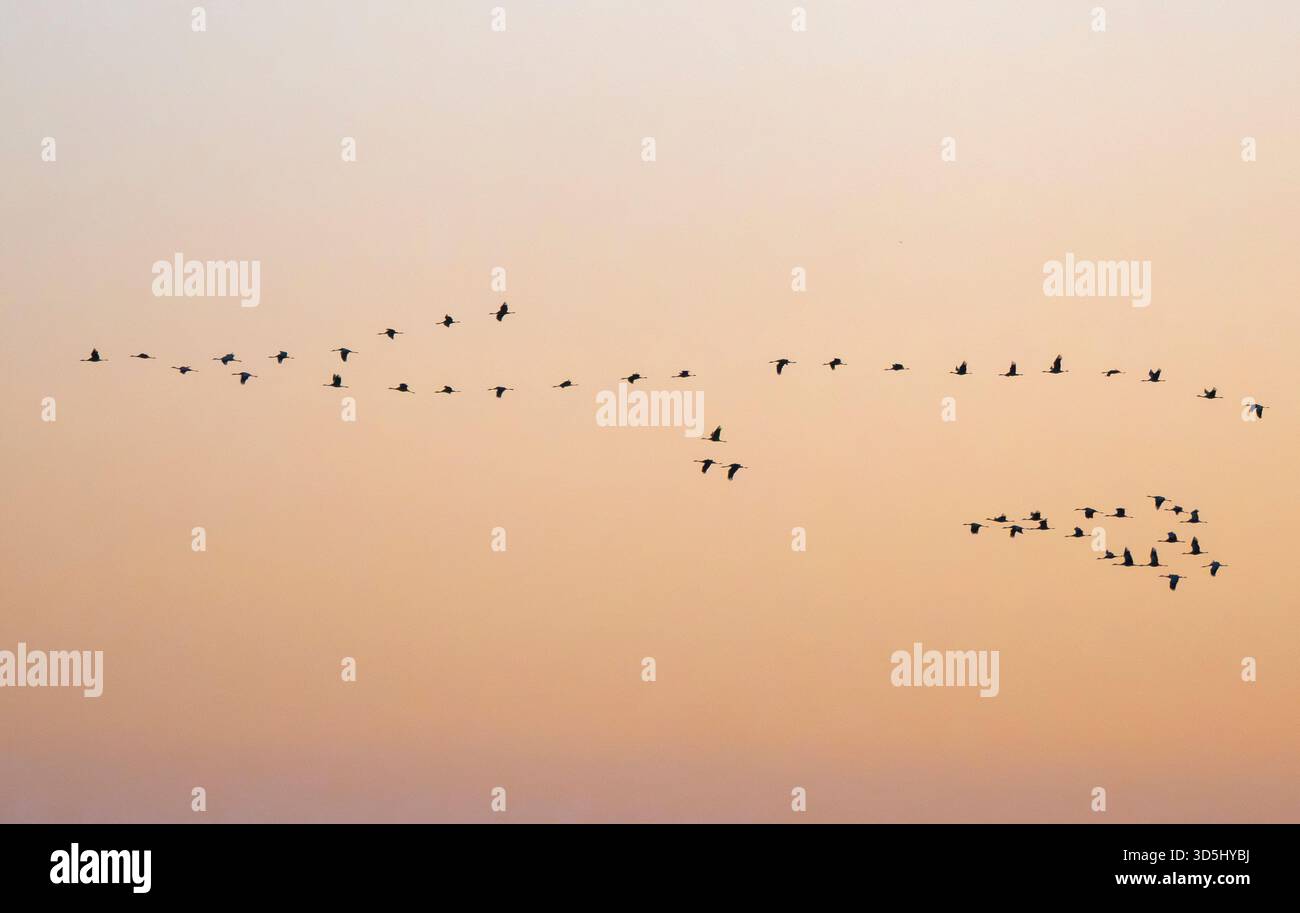Gewöhnliche Krane (Grus grus) im Flug im frühen Morgenlicht, Fens, Cambridgeshire, England Stockfoto