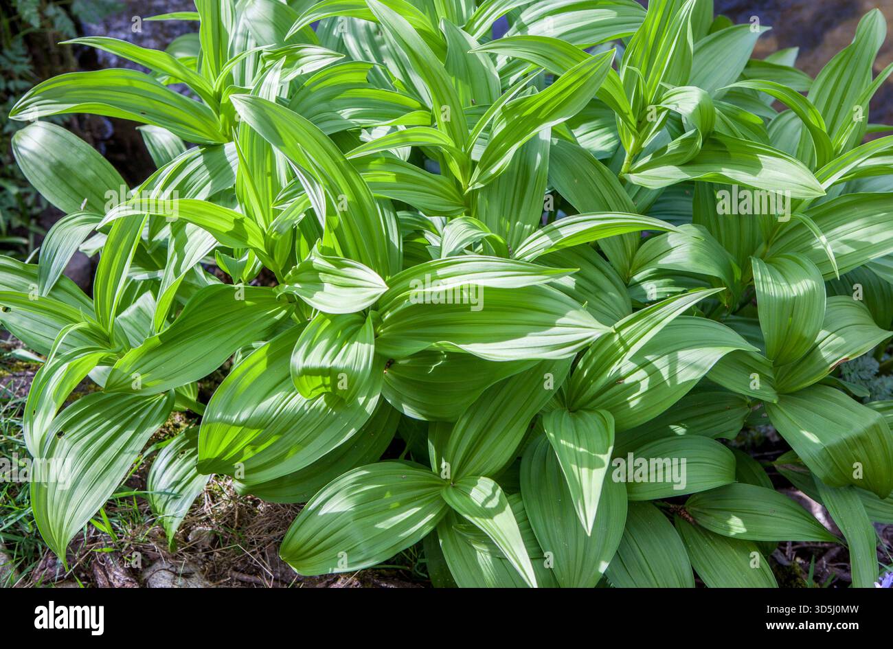 Weißer Helikopter, giftige Pflanze mögliche Todesursache Alexanders des Großen. Stockfoto