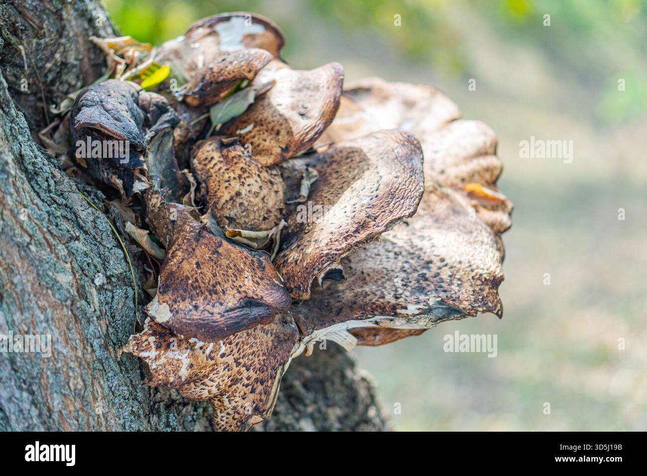Eine Nahaufnahme von lebendigen, gereiften Pilzen, die auf einem Baumstamm inmitten einer unscharfen Außenwelt wachsen, symbolisiert das Bild Wachstum gegen Unglück und Stockfoto