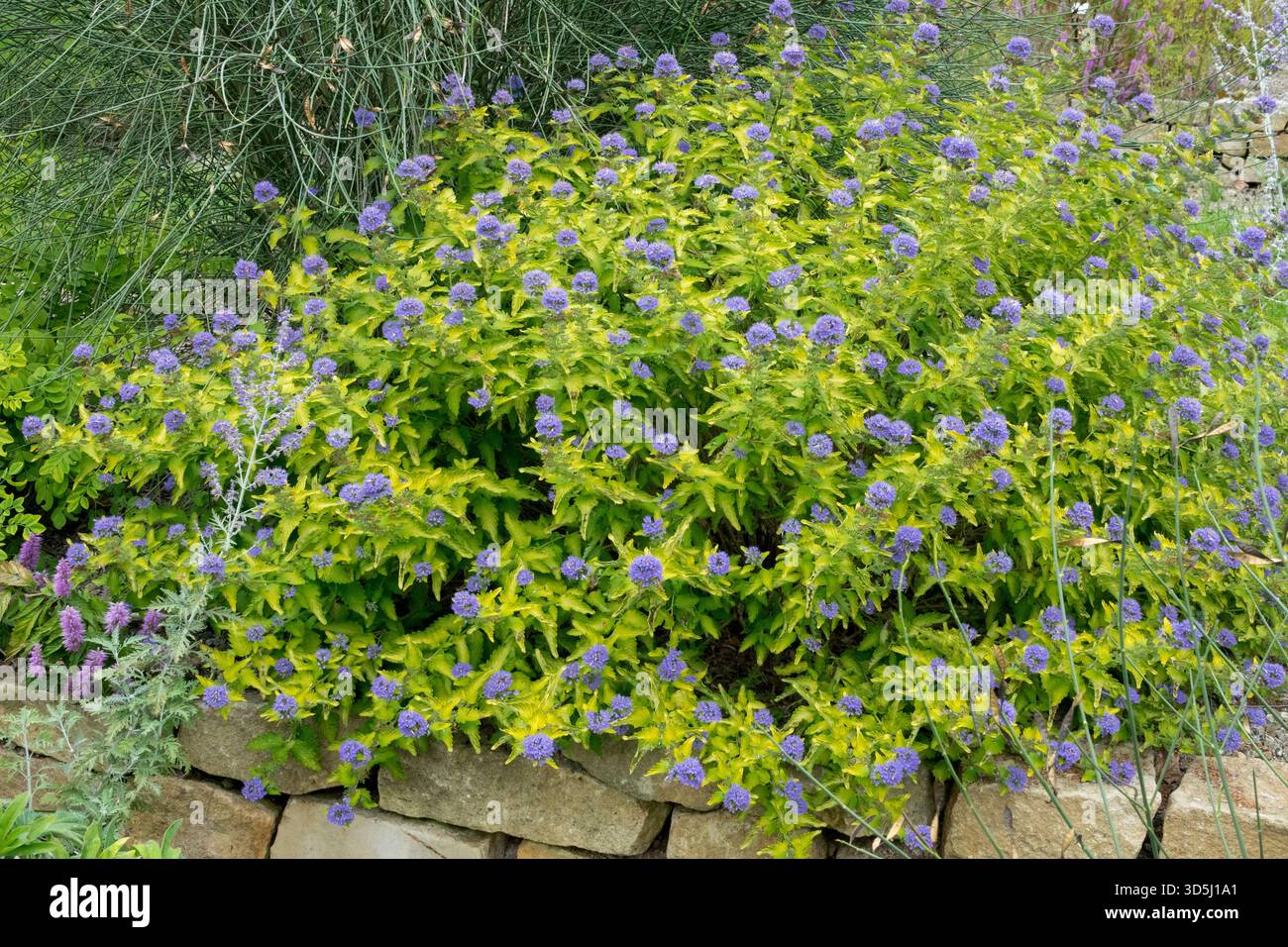 Caryopteris „Hint of Gold“ gelbe blaue herbstliche Farbe im Garten, Steinmauer Caryopteris Herbst Stockfoto