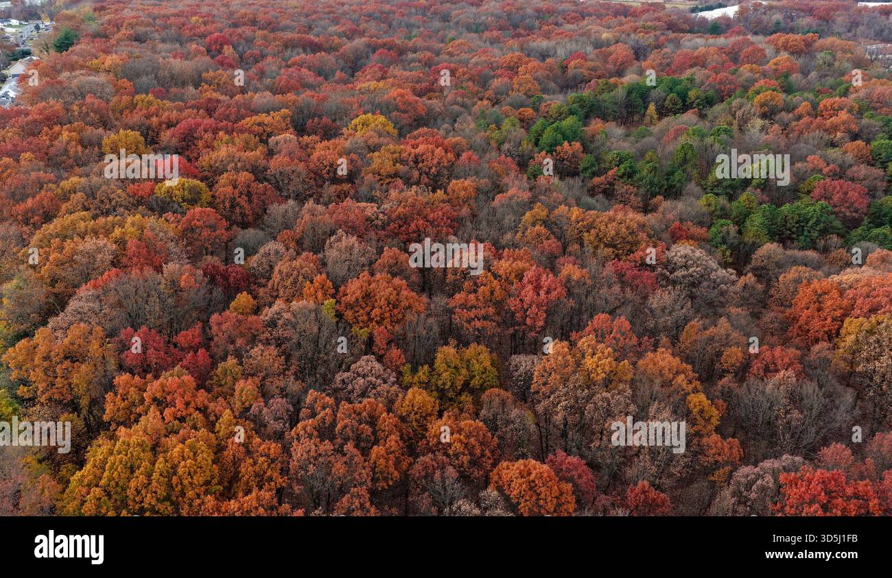 Herbstfarben in New Jersey, USA, die nach einem trockenen Sommer gedämpft sind Stockfoto