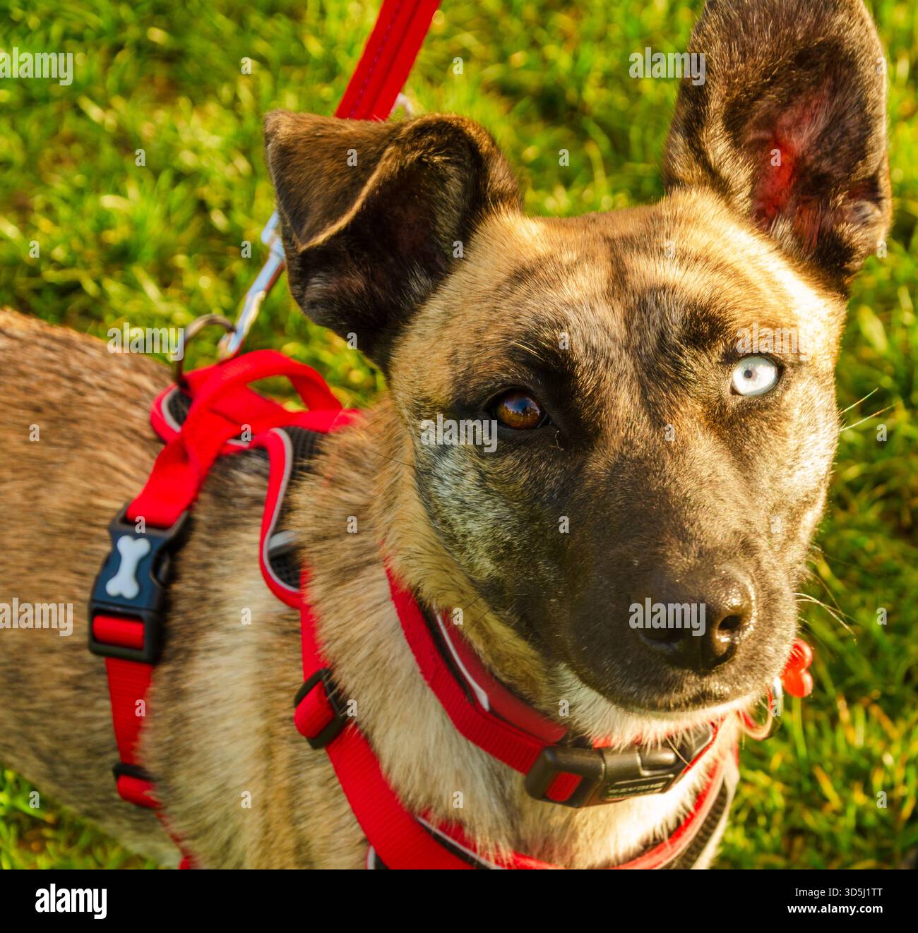 Nahaufnahme eines geretteten Straßenhundes mit verschiedenen farbigen Augen, die ein rotes Gurtzeug tragen Stockfoto