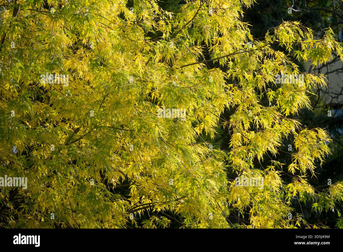 Cutleaf Silver Maple Gelbfärbendes Herbstlaub Acer saccharinum „Borns Gracious“ Cutleaf Silver Maple Tree Stockfoto