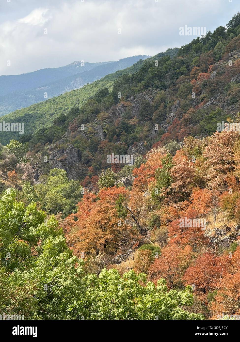 Verdorbene Bäume bedecken die Berge des Nationalparks Cevennen in okzitanien, frankreich, die die verheerenden Auswirkungen des Klimawandels und der Dürre zeigen Stockfoto