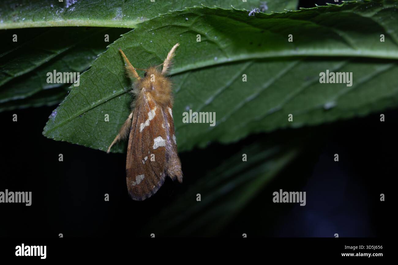 Phymatopus Hekta Stockfoto