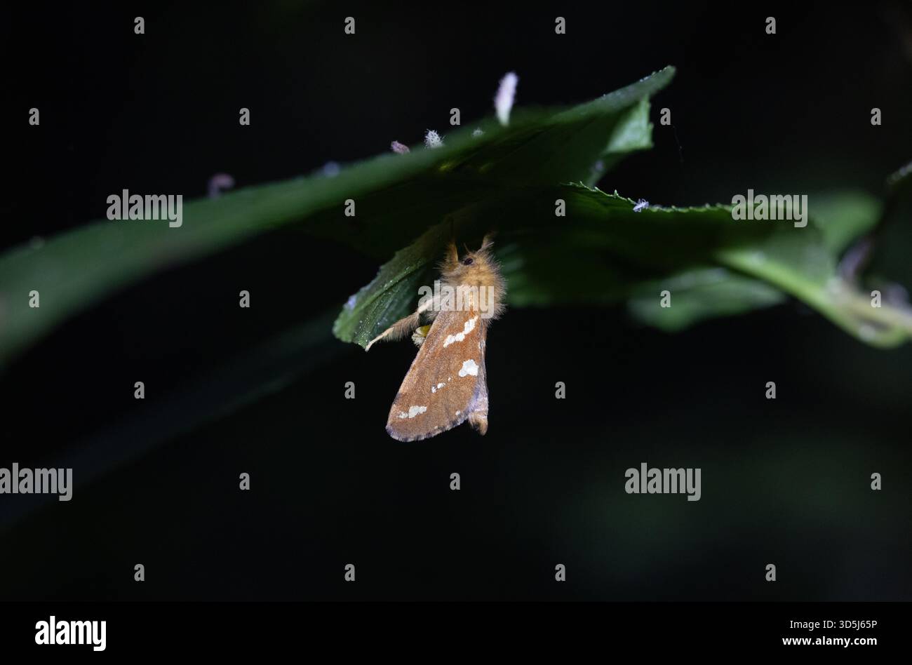 Phymatopus Hekta Stockfoto