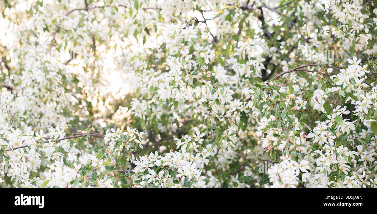 Die lebendige Darstellung blühender weißer Apfelbaumblüten erfüllt die Szene, während das Sonnenlicht sanft durch das üppige grüne Laub filtert und für Ruhe und Ruhe sorgt Stockfoto