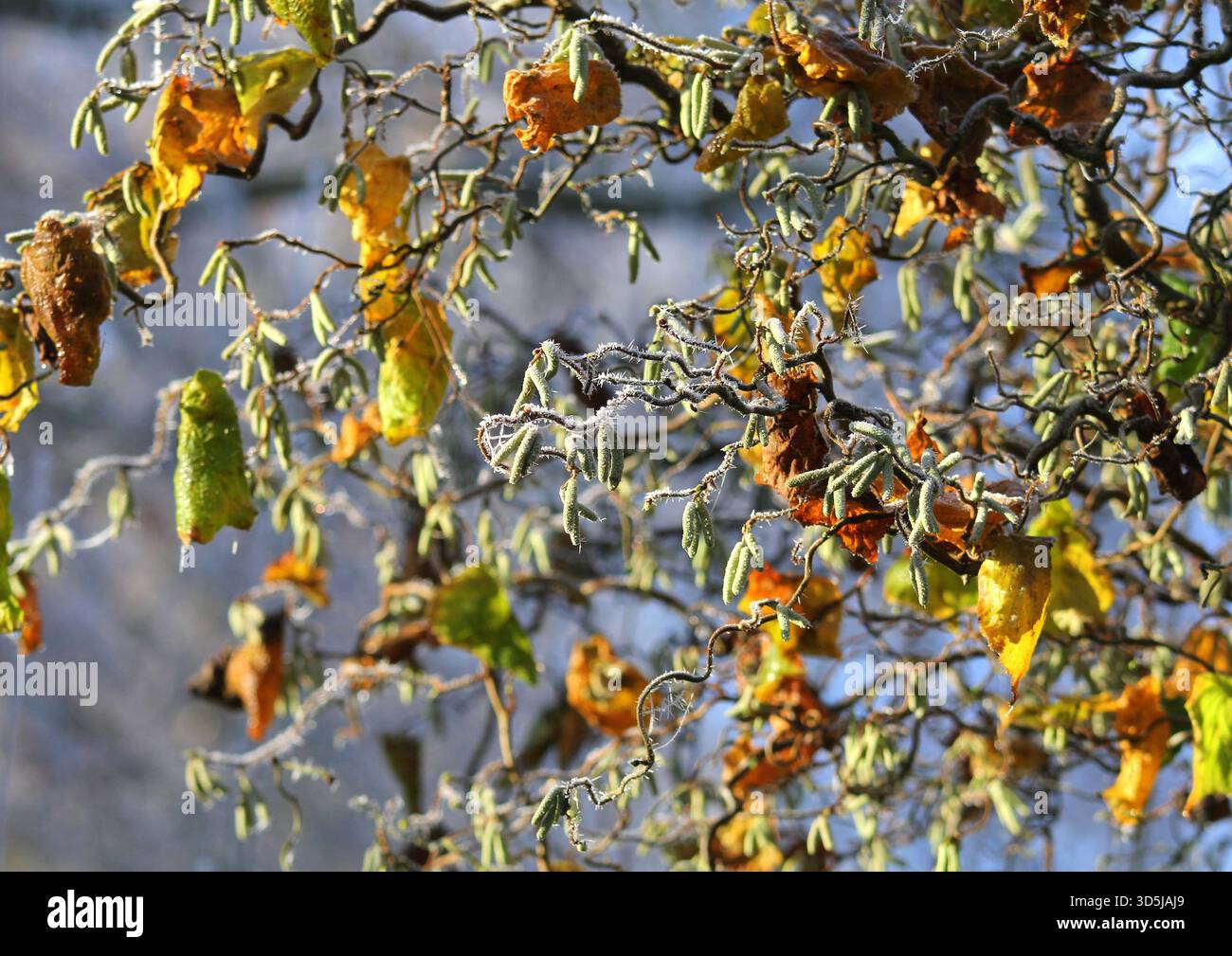 Corylus avellana „Contorta“ oder Korkenzieher-Haselbaum, im Frost. Stockfoto