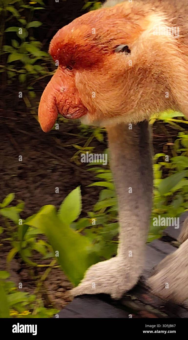 Proboscis Affen Nasalis larvatus Nahaufnahme im Labuk Bay Sanctuary, Borneo Stockfoto