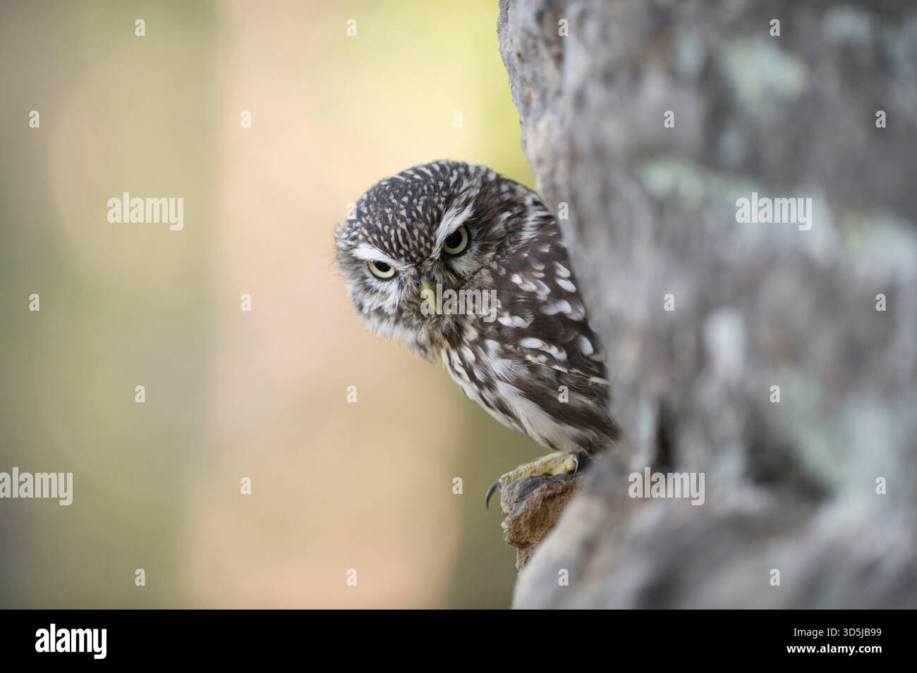 Die kleine Eulen / Minervas Eulen / Steinkauz ( Athene noctua ), die in einer Felswand thront, halb versteckt, sieht tief in die Erde sehr ernst aus. Stockfoto