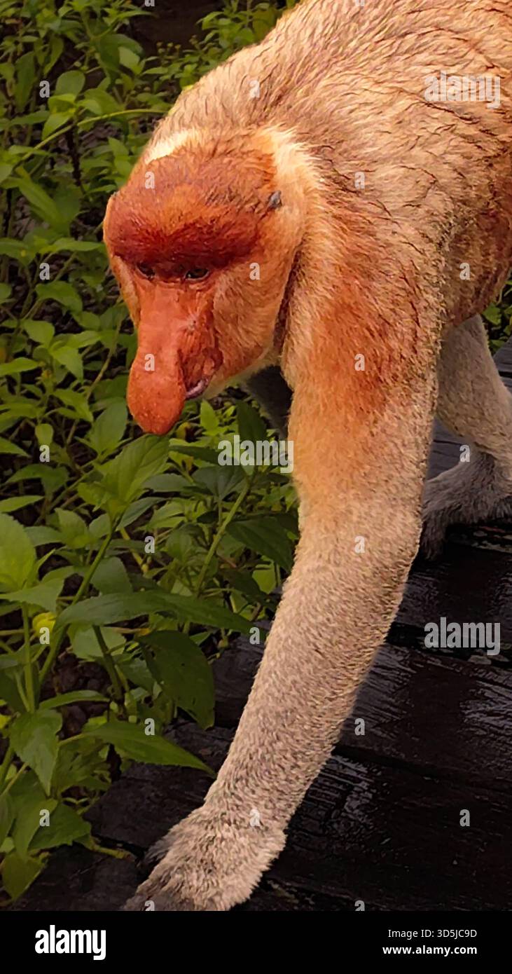 Proboscis Affen Nasalis larvatus Nahaufnahme im Labuk Bay Sanctuary, Borneo Stockfoto