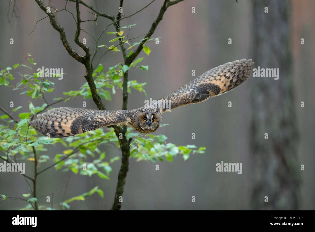 Indische Uhu / Rock Uhu / Bengalenuhu (Bubo Bengalensis) im Flug, dynamische frontale Aufnahme, sehr detaillierte, helle Augen. Stockfoto