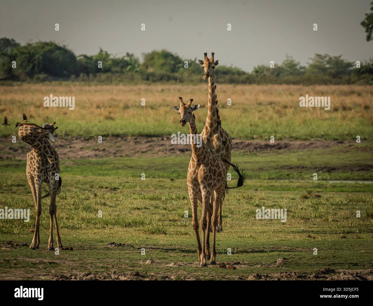 Eine Reise wilder Giraffen interagiert in der afrikanischen Landschaft. Die Erwachsenen beginnen ihre Balzroutine. Stockfoto