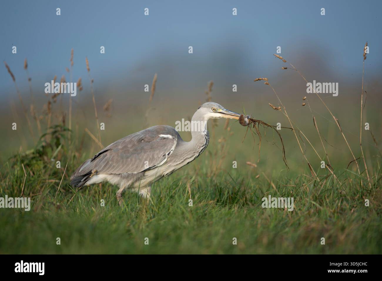 Graureiher / Graureiher (Ardea Cinerea) in typischen Umgebung gefangen bin Nager / Maus, erfolgreichen Jäger mit Beute. Stockfoto